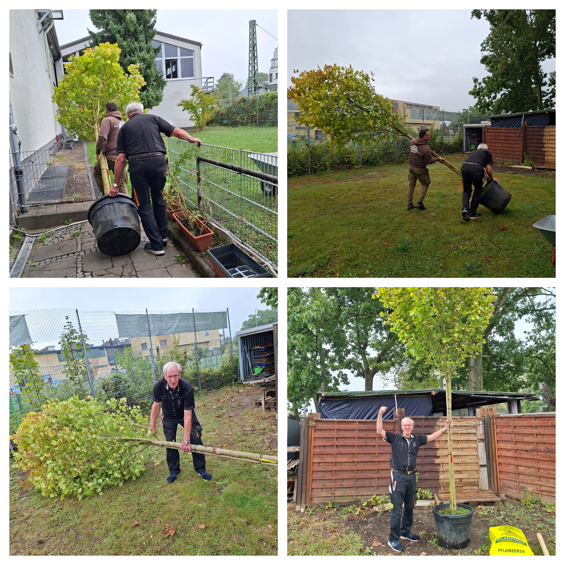 Ein neuer Baum wird gepflanzt..